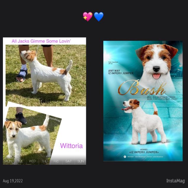 N SE DK UCH All Jacks Gimme Some Lovin´ “Wittoria”
RUJCH,DKCH,DKCLUBCH,DKWinnner,Chantelou winner 2021,Chantelou winner 2022 Any Way 12 Imperii Jumper 