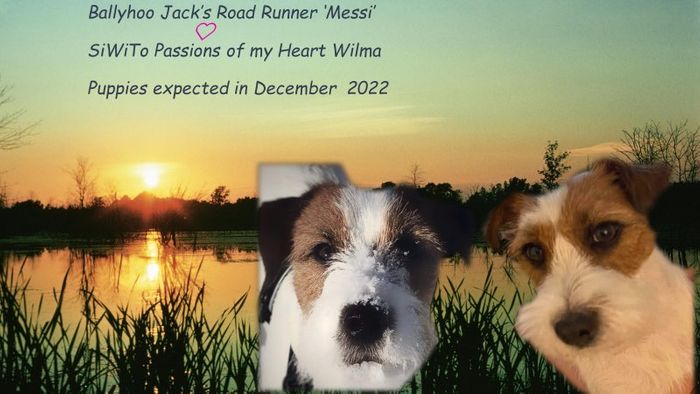 Wilma og  Messi venter valper i desember 